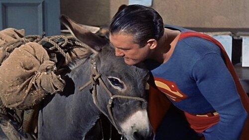 The Brainy Burro The Brainy Burro