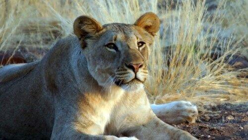 The Desert Lions The Desert Lions