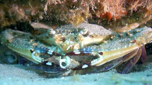 A Close Up With Crustaceans A Close Up With Crustaceans