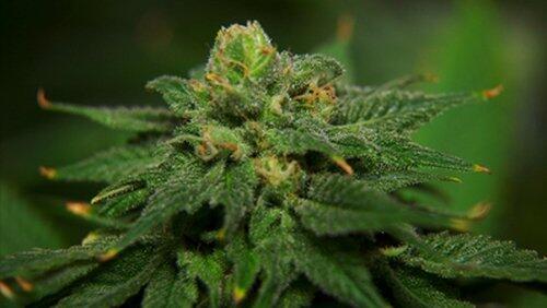 Marijuana Marijuana