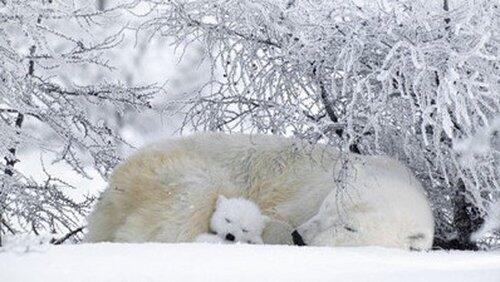 Polar Bears & Grizzlies: Bears on Top of the World Polar Bears & Grizzlies: Bears on Top of the World