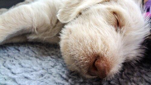 Sock Puppies Sock Puppies