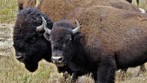 American Buffalo: Spirit of a Nation American Buffalo: Spirit of a Nation
