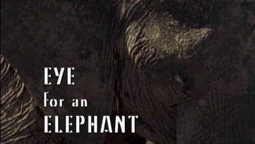 Eye for an Elephant Eye for an Elephant