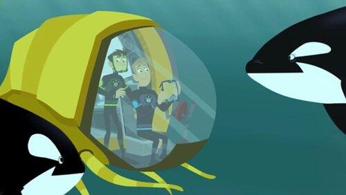 This Orca Likes Sharks This Orca Likes Sharks
