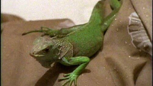 The Tale of the Chameleons The Tale of the Chameleons