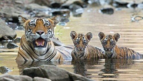 Animal Childhood Animal Childhood