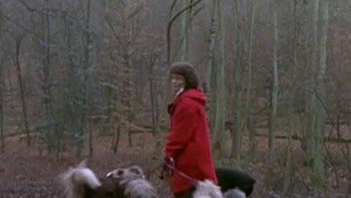Dogs Dogs