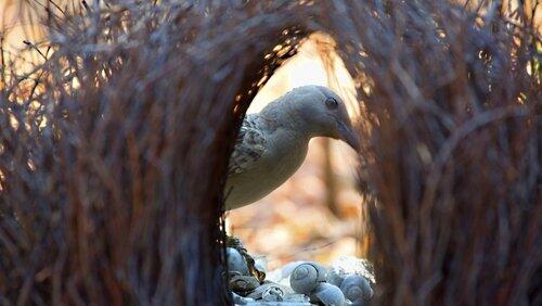 Bowerbird Blues Bowerbird Blues
