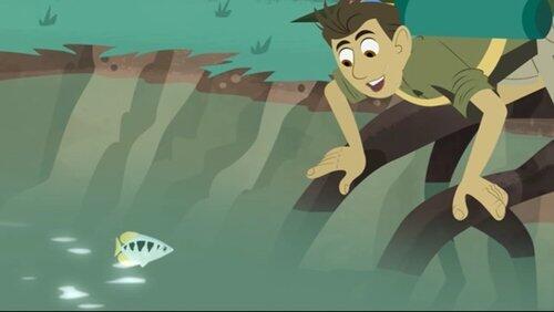 Archerfish School Archerfish School