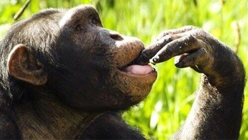 The Chimpcam Project The Chimpcam Project