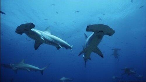 Hammerhead Hammerhead