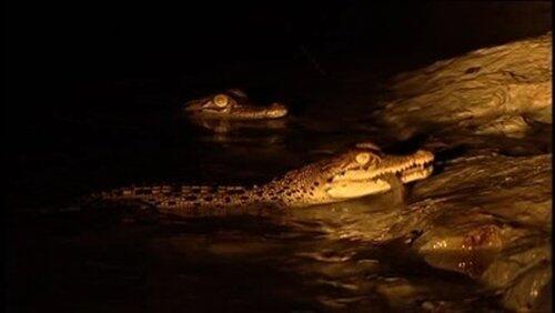 Invasion of the Crocodiles Invasion of the Crocodiles