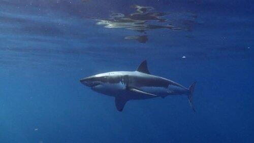 Anatomy of a Shark Attack Anatomy of a Shark Attack