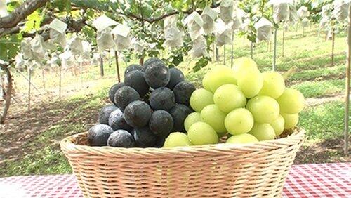 Grapes Grapes