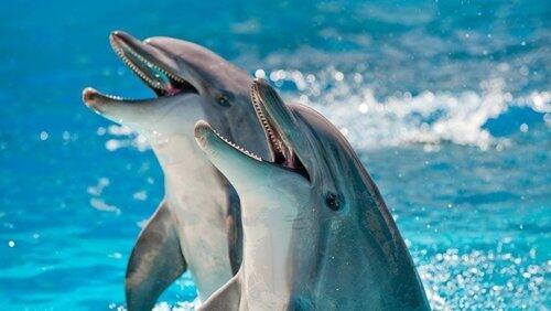 How Smart Are Animals? How Smart Are Animals?