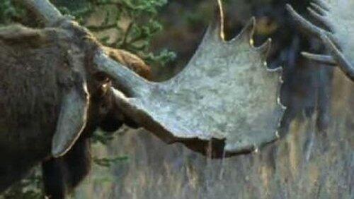 A Moose Named Madeline A Moose Named Madeline