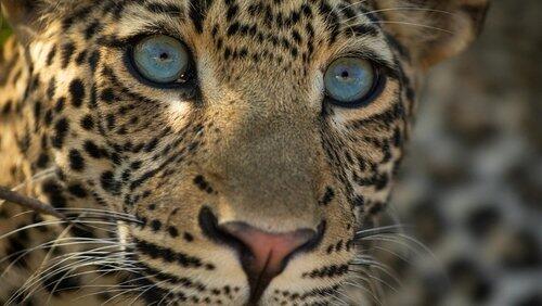 The Leopard Legacy The Leopard Legacy