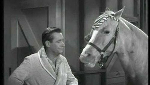 Animal Jury Animal Jury