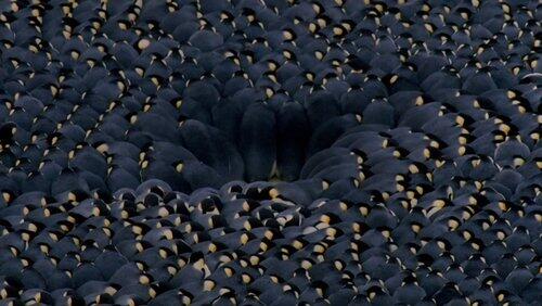 Penguins Penguins
