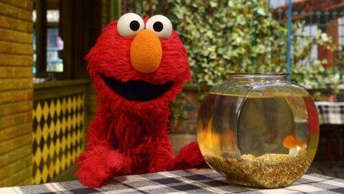 Sesame Oceans Sesame Oceans
