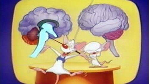 Brainstem Brainstem