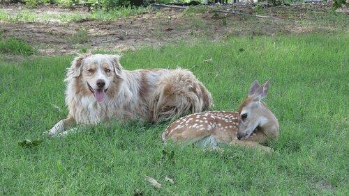 Doggy Deerest Doggy Deerest