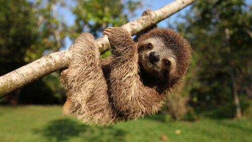 Nature's Miracle Orphans: Second Chances Nature's Miracle Orphans: Second Chances