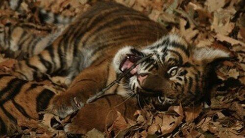 Battle to Save the Tiger Battle to Save the Tiger