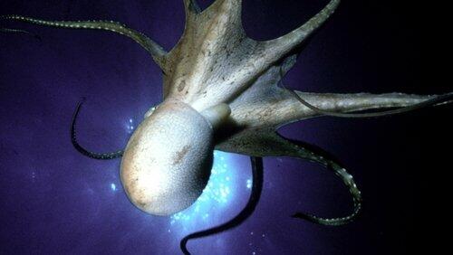 The Octopus Show The Octopus Show