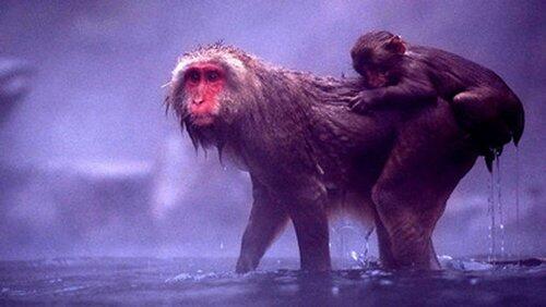 Snow Monkeys Snow Monkeys