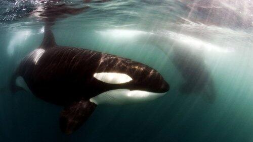 Killer Whales: Beneath the Surface Killer Whales: Beneath the Surface