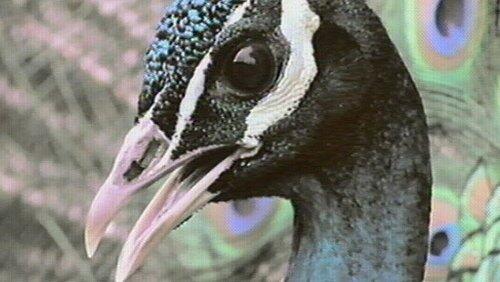 Inside the Animal Mind Part One: Are Animals Intelligent? Inside the Animal Mind Part One: Are Animals Intelligent?