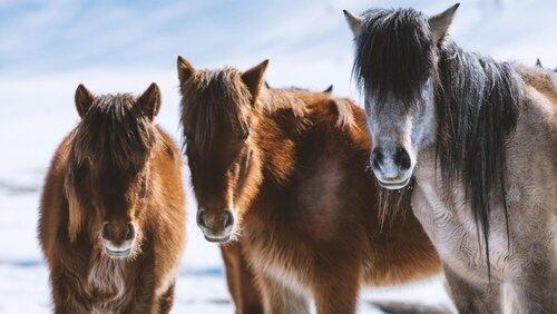 Nature's Equus: Story Of The Horse - Chasing The Wind Nature's Equus: Story Of The Horse - Chasing The Wind