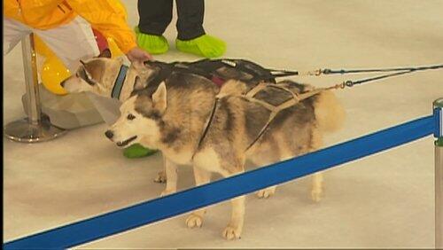Drag the Sled Challenge Drag the Sled Challenge