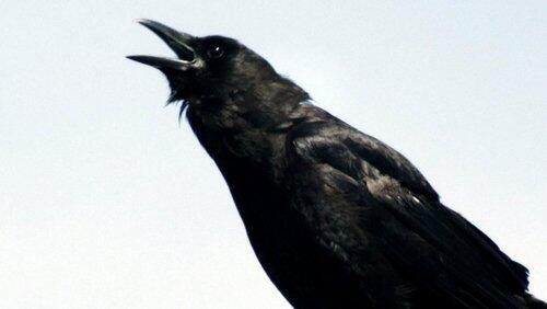 A Murder of Crows A Murder of Crows