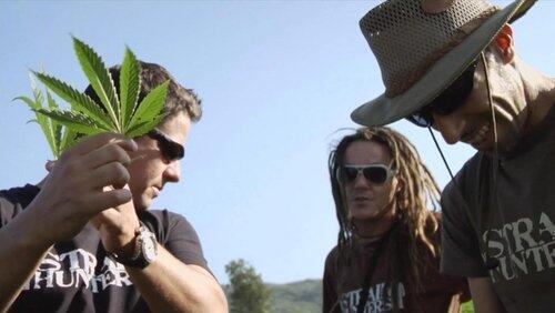 Arjan Roskam, The King of Cannabis Arjan Roskam, The King of Cannabis