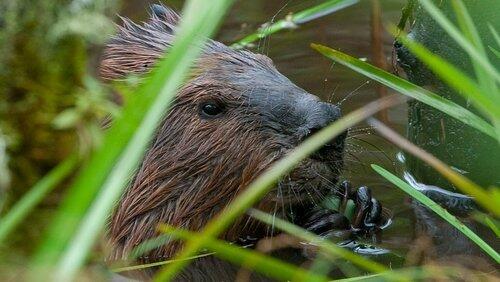 Leave It to Beavers Leave It to Beavers