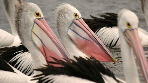 Outback Pelicans Outback Pelicans