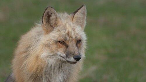Foxes Foxes