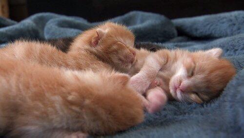 Kittens in Wonderland Kittens in Wonderland