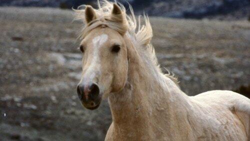 Cloud: Challenge of the Stallions Cloud: Challenge of the Stallions
