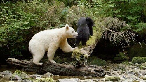 Ghost Bear Family Ghost Bear Family