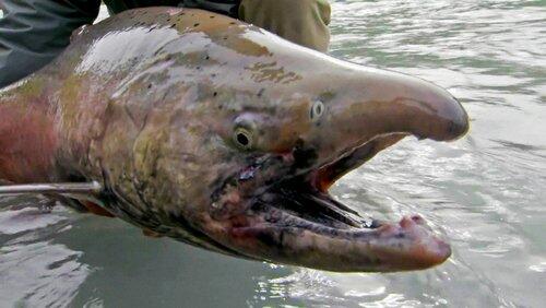 Alaska's Cold Water Killer Alaska's Cold Water Killer