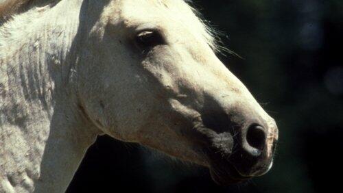 Cloud: Wild Stallion of the Rockies Cloud: Wild Stallion of the Rockies