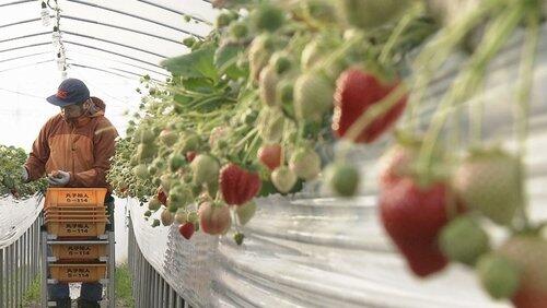Bitter and Sweet: A Strawberry Farming Family Bitter and Sweet: A Strawberry Farming Family
