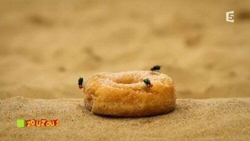 the doughnut the doughnut