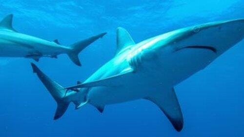 Killers of the Deep