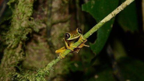 Fabulous Frogs Fabulous Frogs