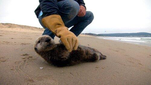 Saving Otter 501 Saving Otter 501